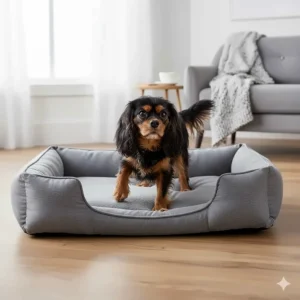 A senior Spaniel easily stepping onto a low-profile orthopaedic open bed designed for joint support and easy access.