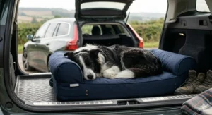 A padded navy travel bed for a Border Collie fitted into the boot of an estate car, ready for a trip to the countryside.