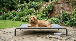 A Cocker Spaniel lounging on a grey raised mesh bed in a typical British garden with a brick wall and patio.