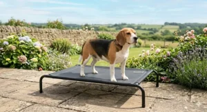 A Beagle sitting on a breathable, raised mesh bed in a garden to stay cool during a British summer.