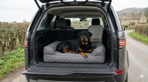A Rottweiler resting on an elevated, grey mesh cooling bed on a stone patio in a traditional British garden with lavender and roses.