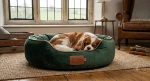 A dog sleeping comfortably in a luxury velvet dog bed beside a classic window.