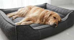 A large Labrador relaxing comfortably on a spacious extra-large reinforced seam dog bed.