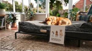 A cooling dog bed for a conservatory positioned in a sunny spot for afternoon rest.