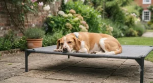 Contented mixed-breed rescue dog napping peacefully on a durable sun-safe dog bed on a sunny lawn.
