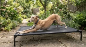A Greyhound stretching out on a breathable mesh cooling dog bed for summer heatwaves