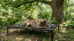 A large hound resting on a sturdy elevated dog bed for hot weather under leafy tree shade.