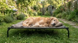 An XL garden dog bed for large dogs placed on a lush green lawn in a suburban back garden during summer.