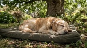 A protective UV-resistant dog bed for garden spots underneath a leafy shade tree.